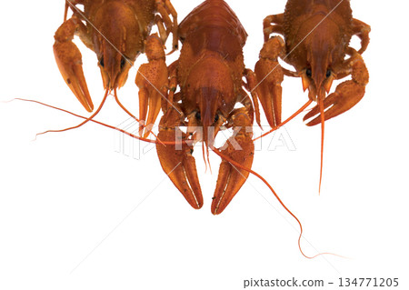Red Crayfish on a white background in isolation Red Crayfish on a white background in isolation 134771205