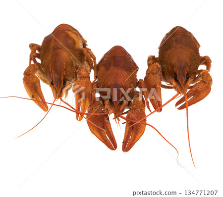 Red Crayfish on a white background in isolation 134771207