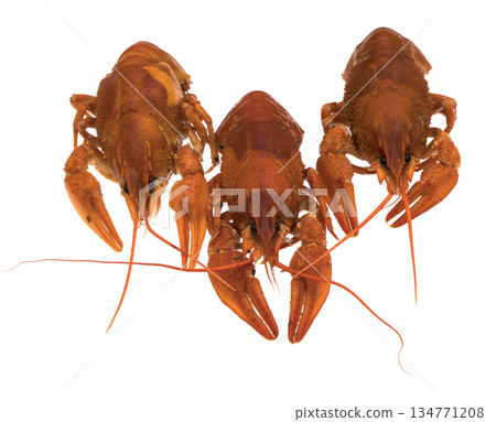 Red Crayfish on a white background in isolation 134771208