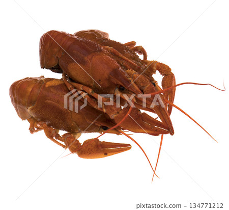 Crayfish, red, on a white background in isolation 134771212