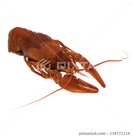 Crayfish, red, on a white background in isolation 134771214
