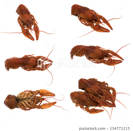 Crayfish red color, on a white background in isolation, Collage 134771215