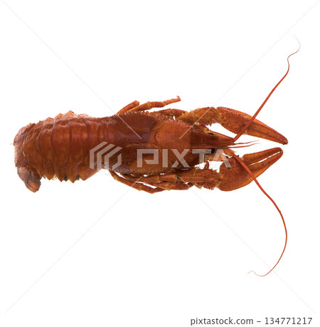 Crayfish, red, on a white background in isolation 134771217