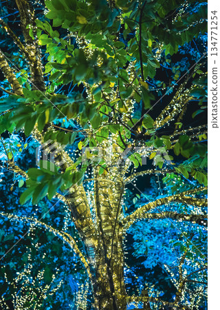 tropical tree with festive LED garland lights at night, branches wrapped in glowing holiday neon fairy lights background, creative design wallpaper, nature abstract decor tropical tree with festive LED garland lights at night, branches wrapped in glowing holiday neon fairy lights background, creative design wallpaper, nature abstract decor 134771254