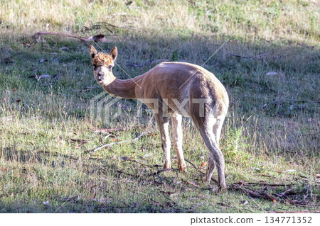 An Alpaca grazing on grass in an agricultural paddock 134771352