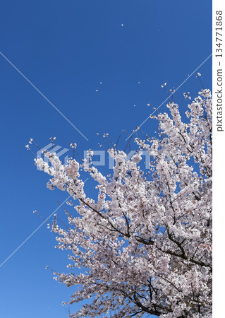 櫻花花瓣飄落晴空_垂直 134771868