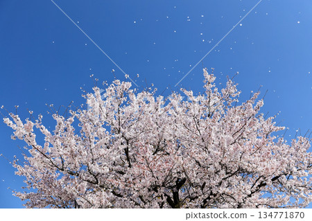 Cloudless blue sky and fluttering cherry blossoms Cloudless blue sky and fluttering cherry blossoms 134771870