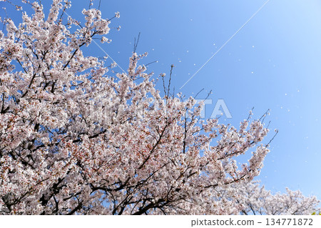 陽光下櫻花花瓣飄動 134771872