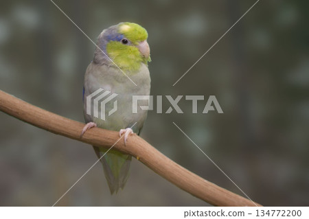 Pacific Parrotlet, Forpus coelestis, perched 134772200