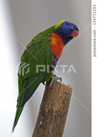 Vertical of a Rainbow Lorikeet, Trichoglossus moluccanus 134772201