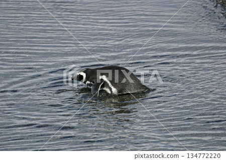 Magellanic Penguin, Spheniscus magellanicus, in water from Patagonia, Argentina 134772220