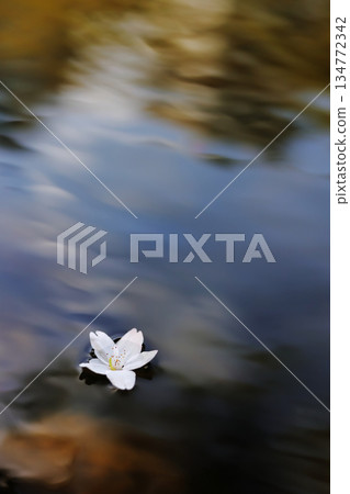 Cherry blossom petals gently flowing on the water surface 134772342