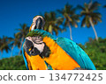 Close-up of two colorful blue-and-yellow Macaw parrots with tropical palm trees and blue sky background 134772425