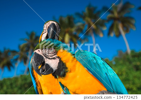 Close-up of two colorful blue-and-yellow Macaw parrots with tropical palm trees and blue sky background 134772425