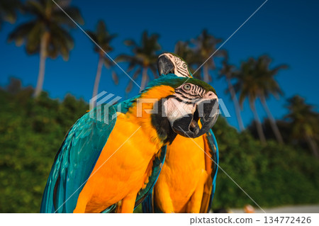 Close-up of two colorful blue-and-yellow Macaw parrots with tropical palm trees and blue sky background Close-up of two colorful blue-and-yellow Macaw parrots with tropical palm trees and blue sky background 134772426