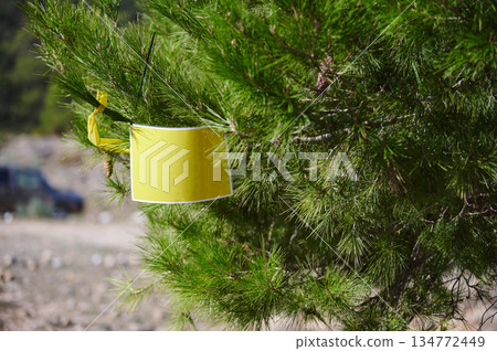 Bright Yellow Cup Hanging From Pine Branch in Outdoor Forest Scene, Sunlit Morning Bright Yellow Cup Hanging From Pine Branch in Outdoor Forest Scene, Sunlit Morning 134772449