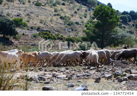 Herd Of Goats Grazing In Dry Mountainous Countryside Landscape With Trees Herd Of Goats Grazing In Dry Mountainous Countryside Landscape With Trees 134772454