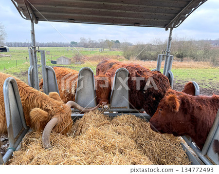 Highland cattle eating hay at winter farm Highland cattle eating hay at winter farm 134772493