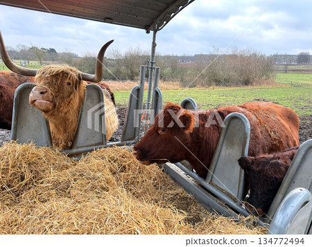 Farm animals highland cattle eating straw outdoors. Farm animals highland cattle eating straw outdoors. 134772494