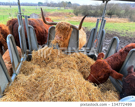 Livestock feeding highland cattle at open farm 134772499