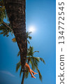 Tanned woman's legs with shell anklet hanging from a palm tree against a clear blue sky 134772545