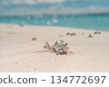 Close-up of a white coral piece on a sandy tropical beach with turquoise ocean bokeh 134772697