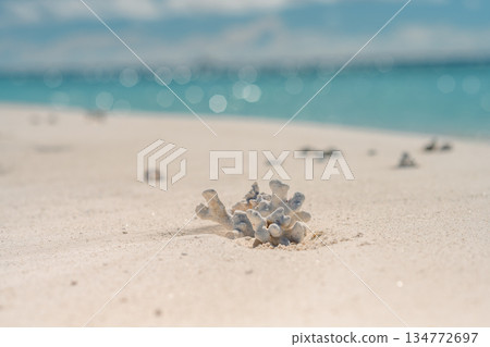 Close-up of a white coral piece on a sandy tropical beach with turquoise ocean bokeh 134772697