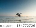 Grey heron flying low over turquoise ocean water at sunrise, tropical beach background 134772726