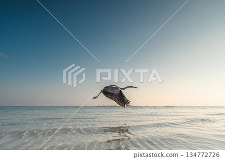 Grey heron flying low over turquoise ocean water at sunrise, tropical beach background 134772726