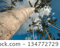 Low angle view of tropical palm trees against a clear blue sky on a sunny day 134772729