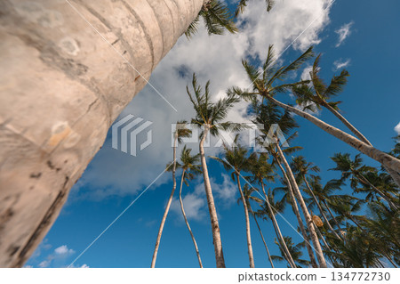 Low angle view of tropical palm trees against a clear blue sky on a sunny day 134772730