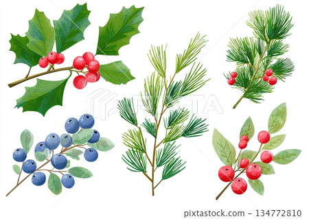 This winter botanical illustration clipart set includes holly, pine, and berry branches, perfect for seasonal design projects, featuring rich colors and detailed textures with copy space 134772810