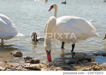 white beautiful mute swans swimming in lake at sunny day. close up white beautiful mute swans swimming in lake at sunny day. close up 134772871