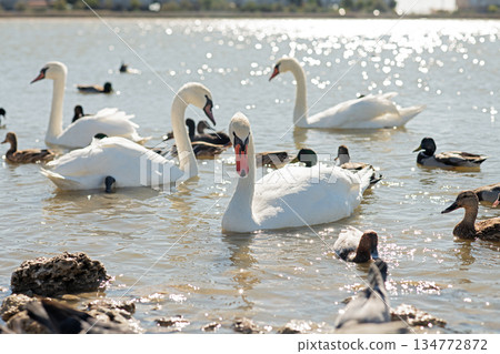 white beautiful mute swans swimming in lake at sunny day. close up white beautiful mute swans swimming in lake at sunny day. close up 134772872
