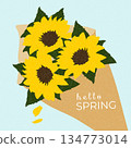 Hello spring with sunflowers. Spring greeting card illustration with a bouquet of bright yellow sunflowers wrapped in kraft paper on a light pastel background. Flat style, for greeting cards, posters. 134773014