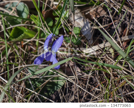 Blooming the Viola riviniana punctual dog violet with leaves and blossom Blooming the Viola riviniana punctual dog violet with leaves and blossom 134773063