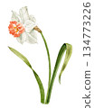 White daffodil watercolor painting. Hand-drawn botanical illustration for card decoration and spring design. 134773226