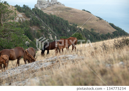 beautiful landscape with wild horses at mountain top1200m on Black sea. cloudy evening. Crimea, Russia beautiful landscape with wild horses at mountain top1200m on Black sea. cloudy evening. Crimea, Russia 134773234