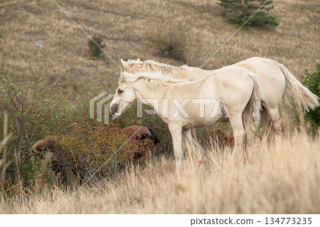 beautiful wild horses: dam with her foal grazing at mountain top1200m on Black sea. cloudy evening. Crimea, Russia beautiful wild horses: dam with her foal grazing at mountain top1200m on Black sea. cloudy evening. Crimea, Russia 134773235