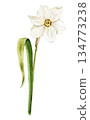 Watercolor painting of a white daffodil with leaves. Hand-drawn botanical illustration for card decoration and spring design. 134773238