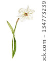 Watercolor painting of a white daffodil with leaves. Hand-drawn botanical illustration for card decoration and spring design. 134773239