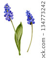 Watercolor drawing of a blue hyacinth flower  . Botanical illustration for spring design. 134773242