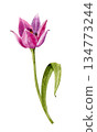 Watercolor drawing of a pink tulip with leaves. Hand-drawn botanical illustration for card decoration and spring design. 134773244
