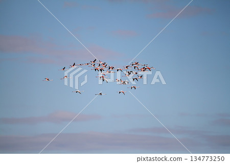 Flamingos Fed In The Wetland in bodrum turkey Flamingos Fed In The Wetland in bodrum turkey 134773250