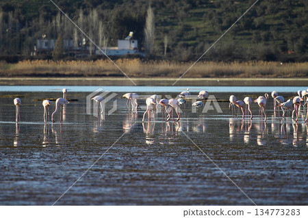 Flamingos Fed In The Wetland in bodrum turkey Flamingos Fed In The Wetland in bodrum turkey 134773283