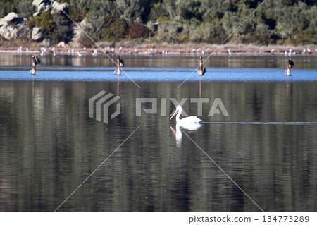 Flamingos Fed In The Wetland in bodrum turkey Flamingos Fed In The Wetland in bodrum turkey 134773289