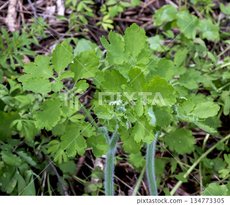 Swallowwort Celandine or Chelidonium majus plant in active vegetation. North-east of Europe, Ancient medicinal plant Herba Chelidonii for a treatment of intestinal bladder, removal of warts, etc. Swallowwort Celandine or Chelidonium majus plant in active vegetation. North-east of Europe, Ancient medicinal plant Herba Chelidonii for a treatment of intestinal bladder, removal of warts, etc. 134773305