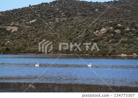 Flamingos Fed In The Wetland in bodrum turkey Flamingos Fed In The Wetland in bodrum turkey 134773307