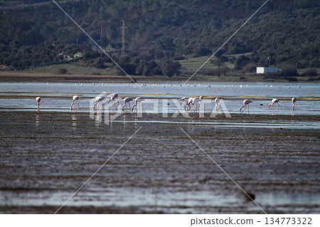 Flamingos Fed In The Wetland in bodrum turkey 134773322