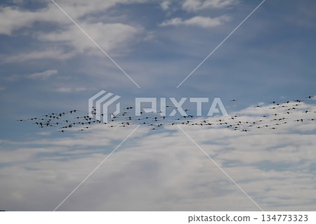 Flamingos Fed In The Wetland in bodrum turkey Flamingos Fed In The Wetland in bodrum turkey 134773323